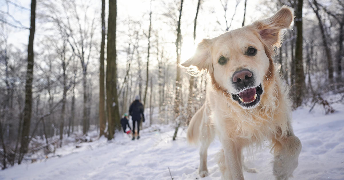 Какви температури са твърде ниски за кучета, котки и други животни? Експерти обясняват кога да ги внесете вътре