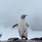 Rare white penguin found in Antarctica