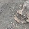 Grandiose treasure trove of ancient artifacts, skeletons found in Brazil