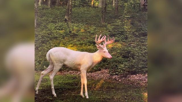 wi-albino-deer-photo.jpg 