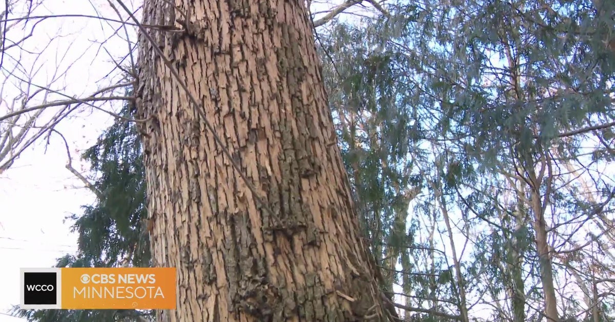 Why many trees are in trouble, and what to do about it - CBS Minnesota