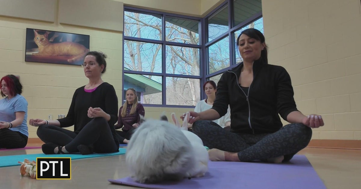 Finding your inner zen with Bunny Yoga - CBS Pittsburgh