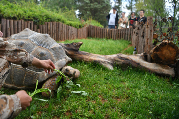 Two Aldabra Giant Tortoises Debut In Kunming 