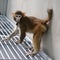 Meet Retro &mdash; the first rhesus monkey cloned using a new method