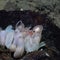 4 new species of deep-sea octopus discovered, researchers say