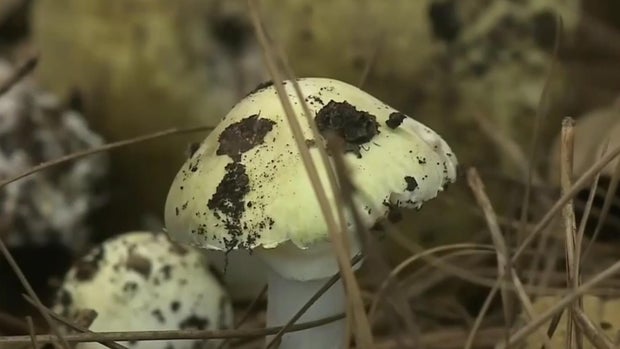 Death Caps Deadly Wild Mushrooms 