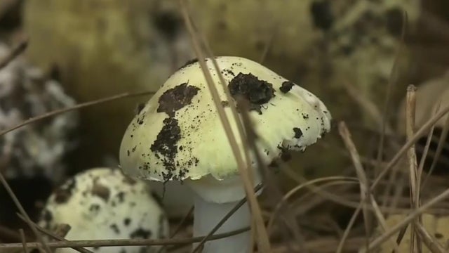 Death Caps Deadly Wild Mushrooms 
