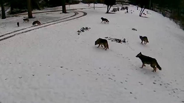 coyote-pack-video.jpg 