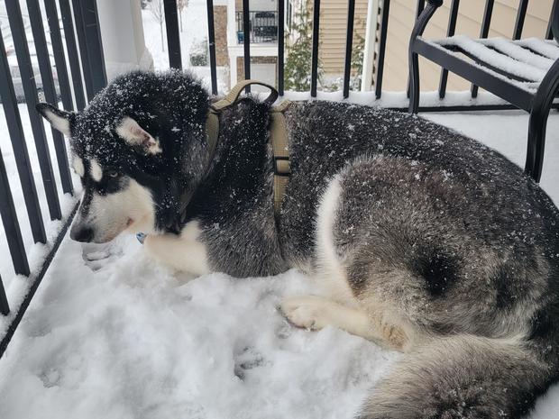 luna-in-the-snow-in-sewell-nj-she-loves-it-and-wont-come-inside-pic-by-kristin-mackney.jpg 