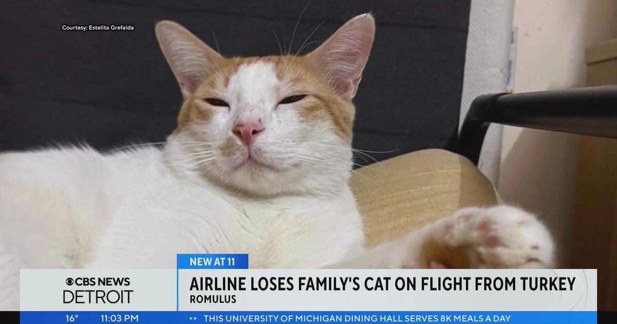 Airline loses family’s cat on flight from Turkey