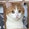Pet cat found dead after being thrown off train by conductor