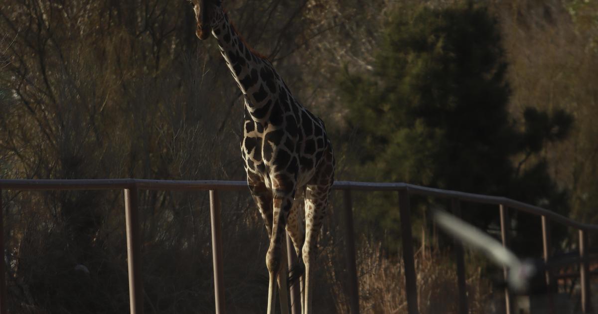 Обожаваният жираф Бенито се премести в Мексико в много по-подходящ за него климат