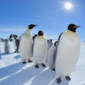 Emperor penguin, Aptenodytes forsteri 