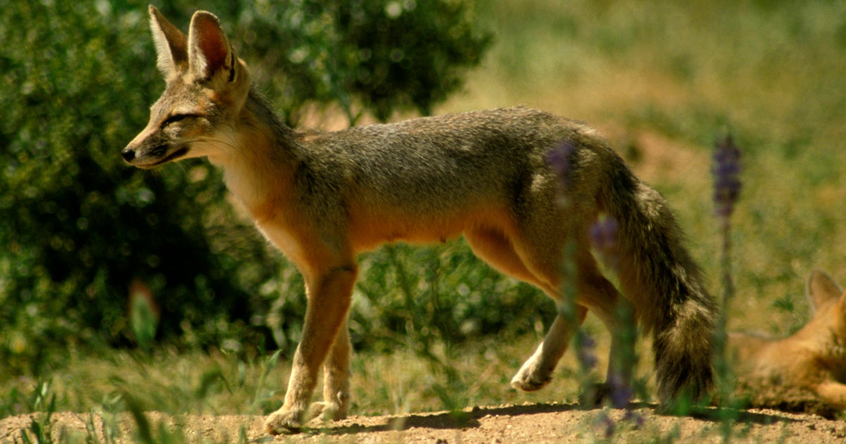 Officials identify possible reason for dead foxes and strange