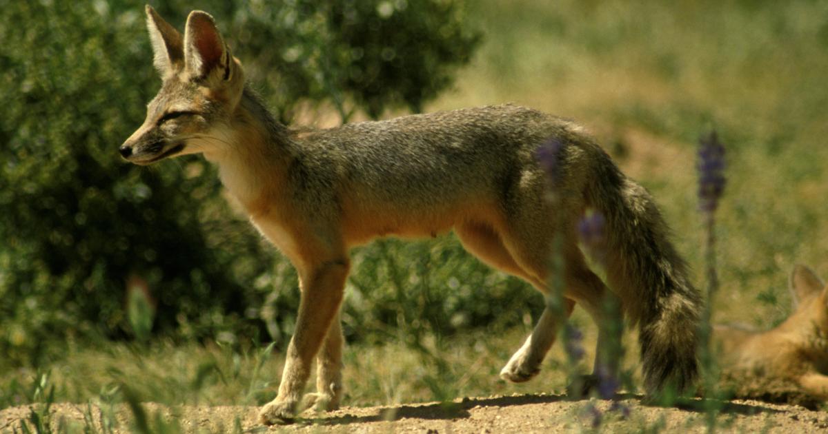 Длъжностни лица идентифицираха възможна причина за мъртвите лисици и „странното поведение на дивите животни“ в националния парк на Аризона