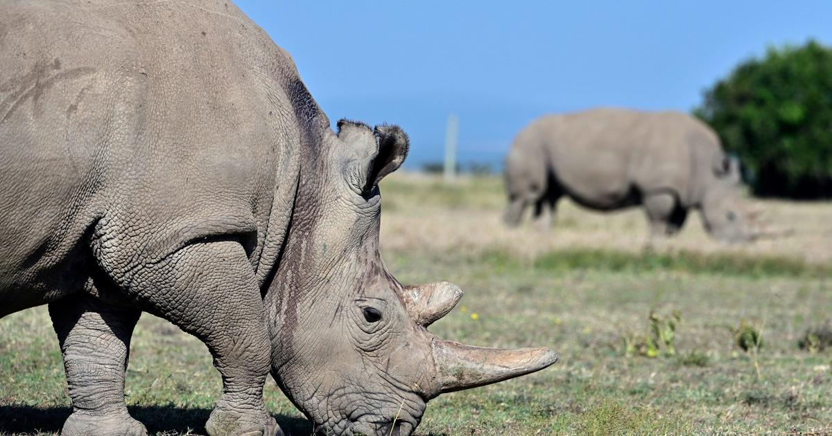В целия свят са останали само два северни бели носорога