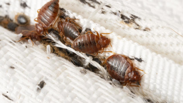 Bedbugs colony on the matress cloth macro 