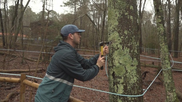 tapping-sap.jpg