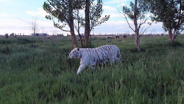 Tiger at sanctuary 
