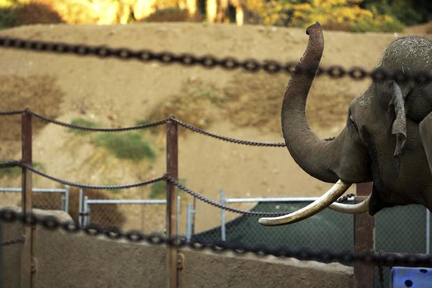 Animal Activists Try To Remove Elephant From Los Angeles Zoo 