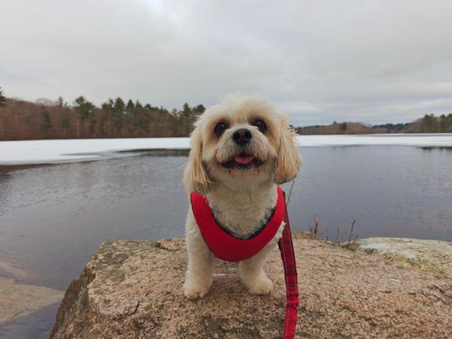 OnePlus 12 Smartphone Review 