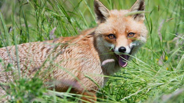Red Fox (Vulpes Vulpes) 