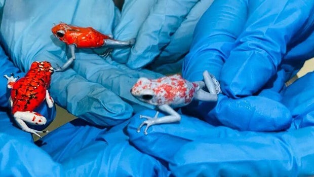 Woman arrested at airport in Colombia with 130 endangered poisonous frogs worth $130,000