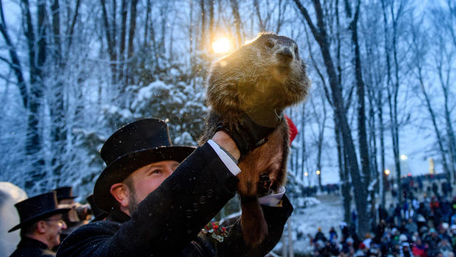 Groundhog handler holds Punxsutawney Phil 