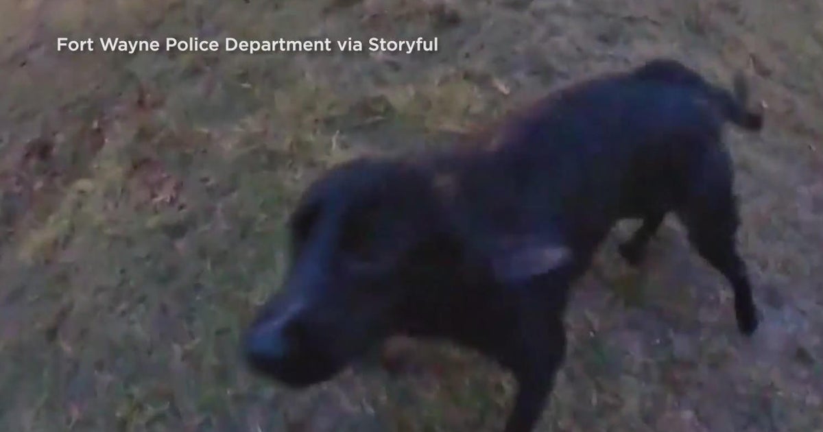 Fort Wayne, Indiana police rescue two dogs from icy pond - CBS Chicago