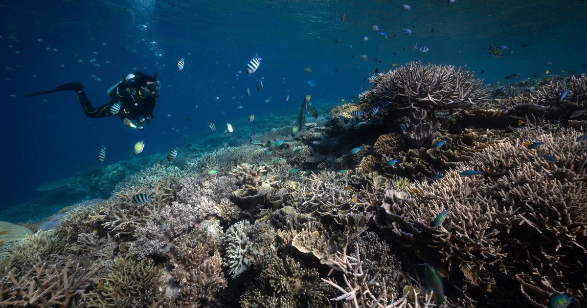 Миналогодишните морски горещи вълни бяха безпрецедентни, принуждавайки изследователите да създадат 3 нови нива на предупреждение за избелване на коралови рифове