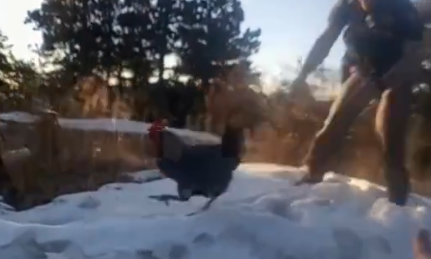 jeffco-rooster.png 