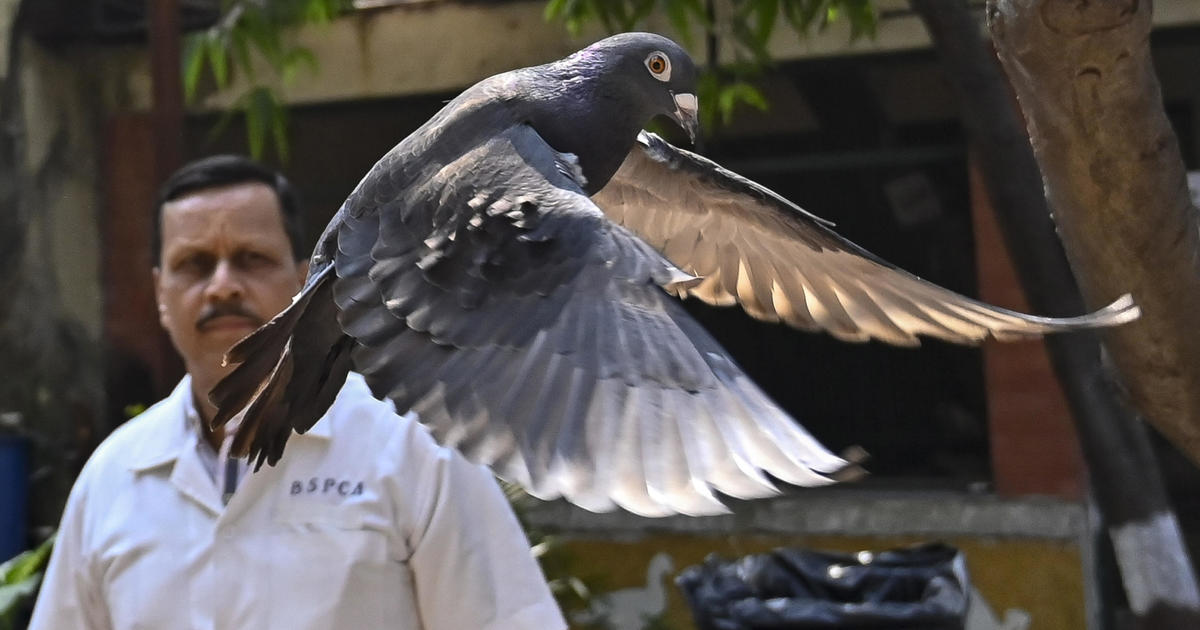Гълъб, задържан по подозрение в шпионаж, е освободен след осем месеца