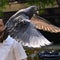 Pigeon suspected of spying released after eight months