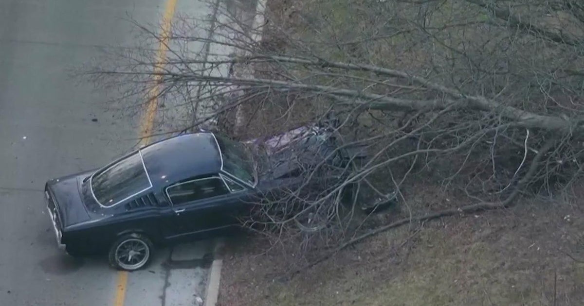 Car appears to slam into tree along Chicago's DuSable Lake Shore Drive ...