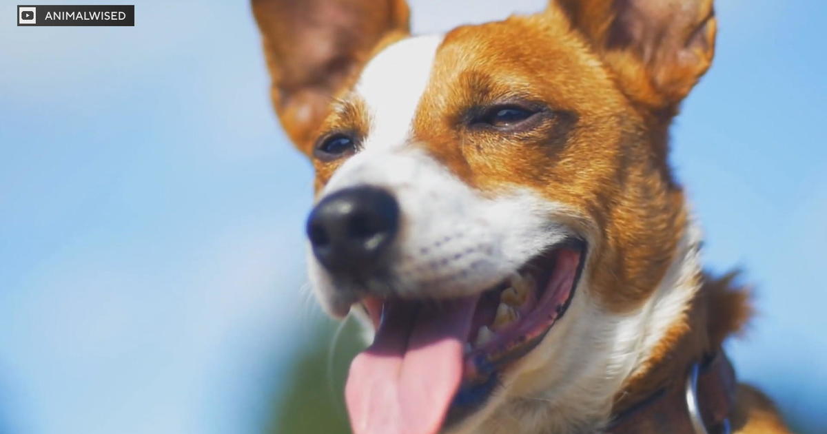 Köpeğinizin Sağlık Sorunlarını Kokuyla Tespit Etmek: Bir Evcil Hayvan Projesi