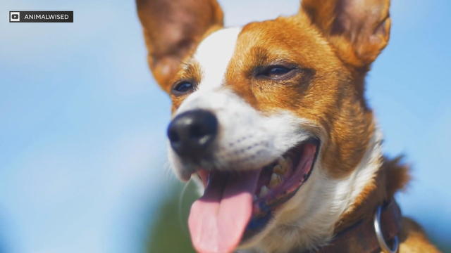 Pet Project: Detecting your pet's health problems through smell 