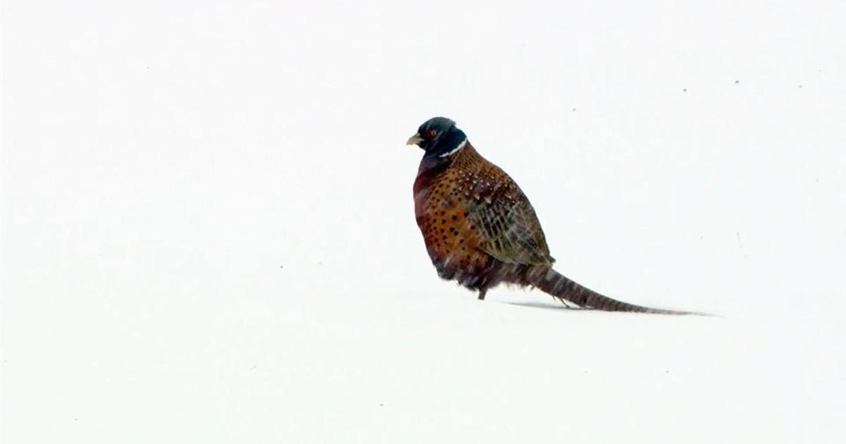 Ring-necked Pheasant | Bird hunting, Beautiful birds, Exotic birds