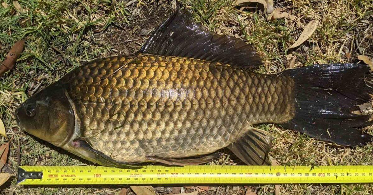 Смята се, че златната рибка е най-дълго уловената в света в Австралия: „Той беше чудовище“
