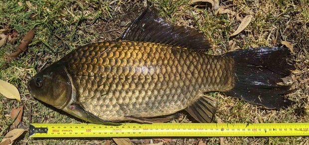 Goldfish believed to be world's longest caught in Australia: He was a monster