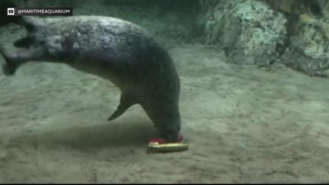 A seal at the bottom of a tank in an aquarium picks up a red toy that lays on the ground next to a gold toy. 