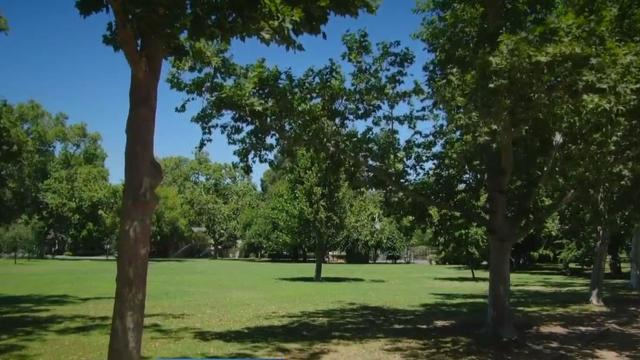 sacramento trees 