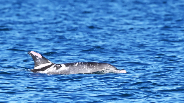 Meet Speckles, one of the world's only known dolphins with extremely rare skin patches