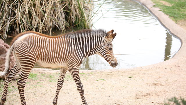 Tikiti Maji the zebra 