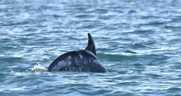 Meet Speckles, one of the world's only known dolphins with extremely rare skin patches