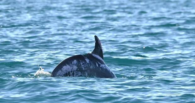 A bottlenose dolphin named