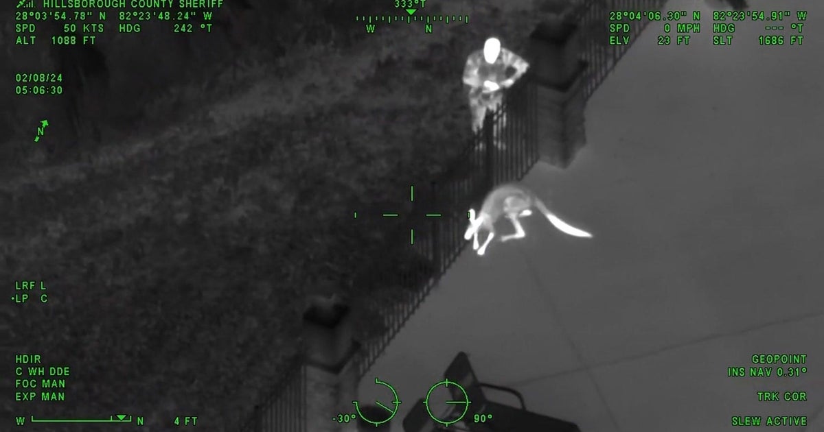 Florida sheriff’s deputies corral wayward kangaroo around pool at apartment complicated Florida sheriff’s deputies corral wayward kangaroo around pool at apartment complicated