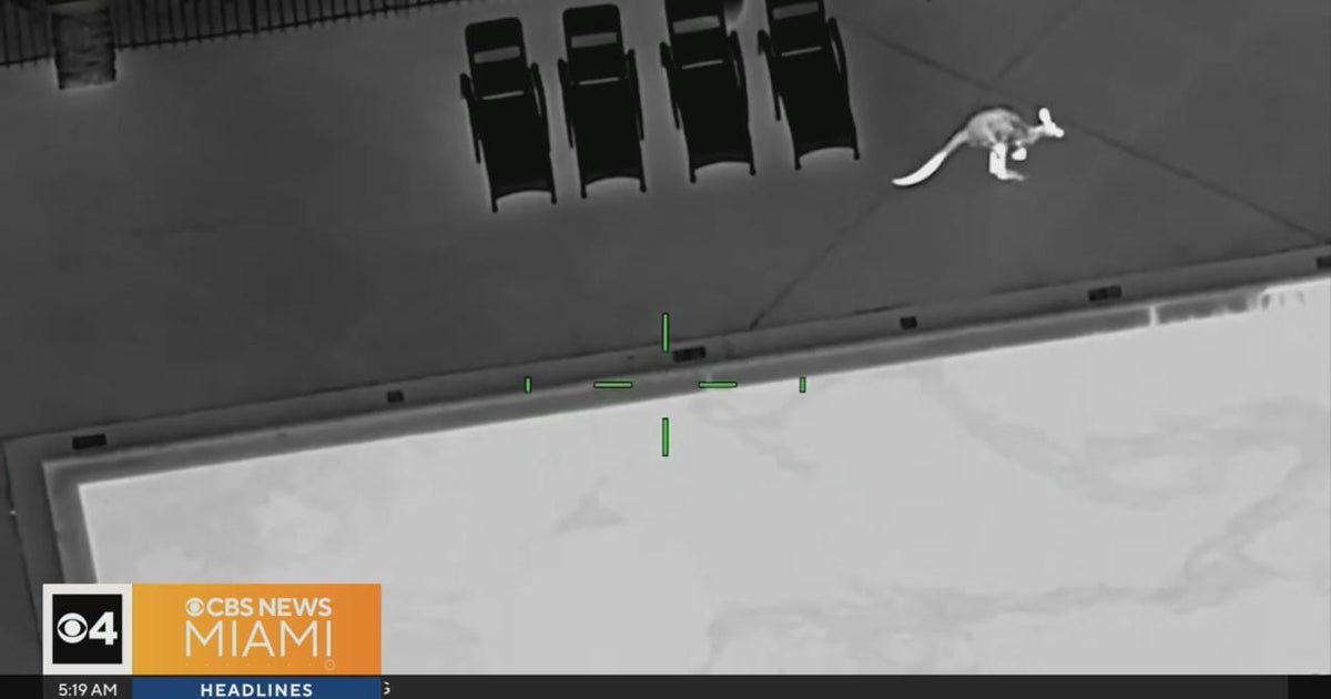 Sheriff’s deputies corral wayward kangaroo at Tampa apartment elaborate pool Sheriff’s deputies corral wayward kangaroo at Tampa apartment elaborate pool