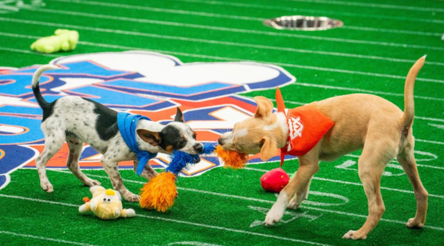 Puppy bowl online