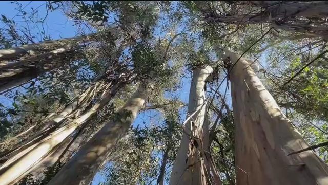 Marin County eucalyptus tree eradication 