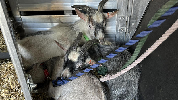 the-rescued-goats.jpg 